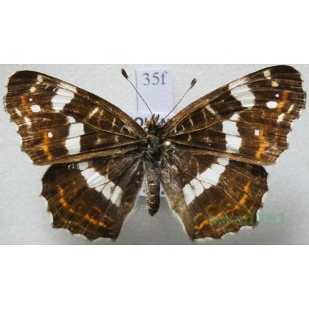 Araschnia levana (Linnaeus, 1758) female form Rusałka kratkowiec Poland35f